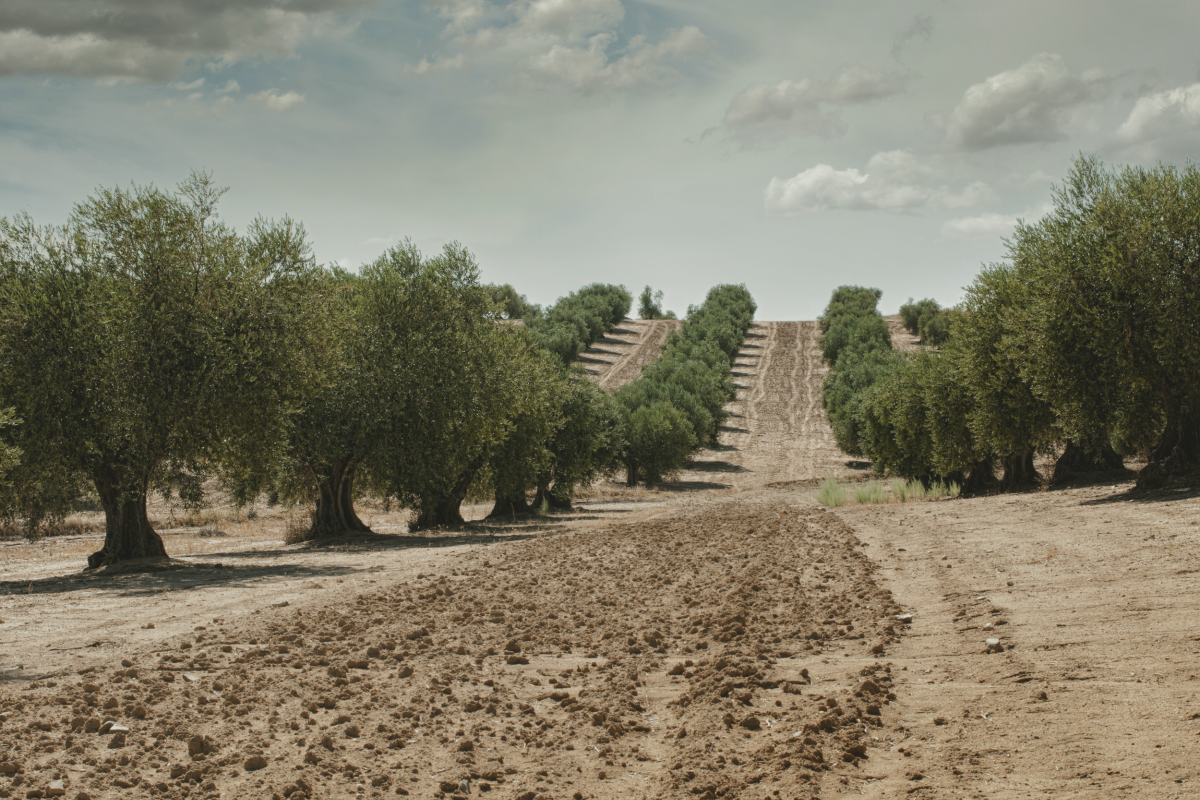 Ampliado hasta el 31 de mayo el plazo para solicitar las ayudas de la PAC 2025 sin penalización